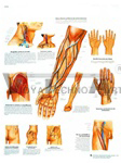 Blood Vessels & Nerve Pathways - Anatomical Chart